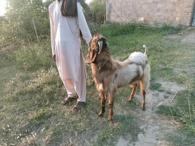bakra 2