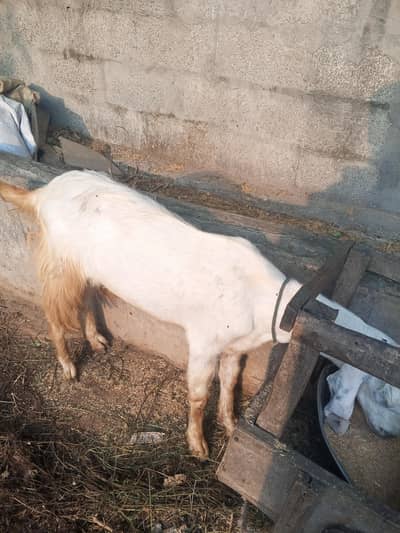 qurbani wala Laila