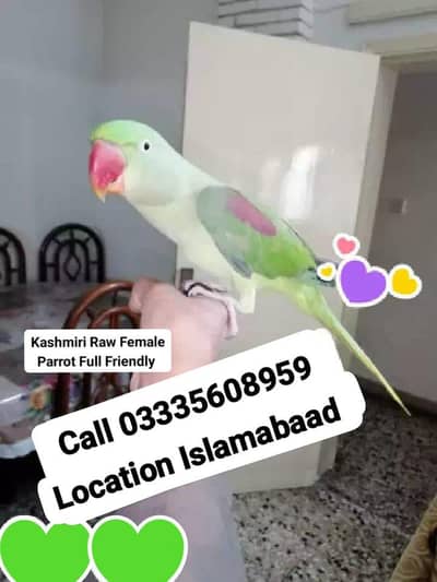 Hand Tamed Friendly Kashmiri Raw Female Parrot Jumbo Size