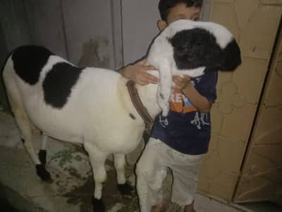 Dumba for sale