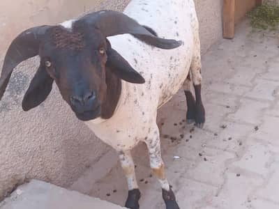 longtail sheep 2 dant sheep