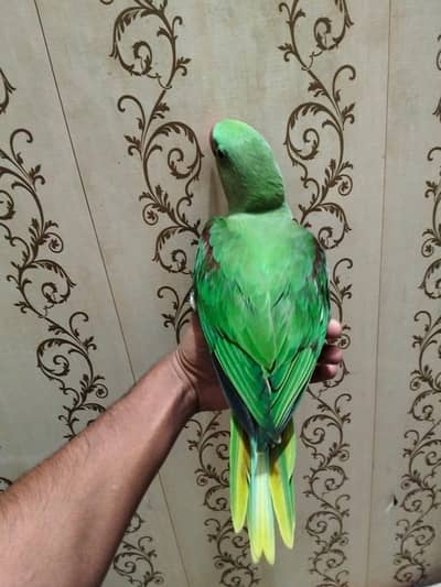 Alexanderine parakeet