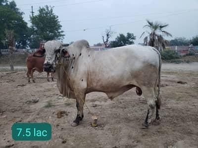 3.5 lac to 8 lac