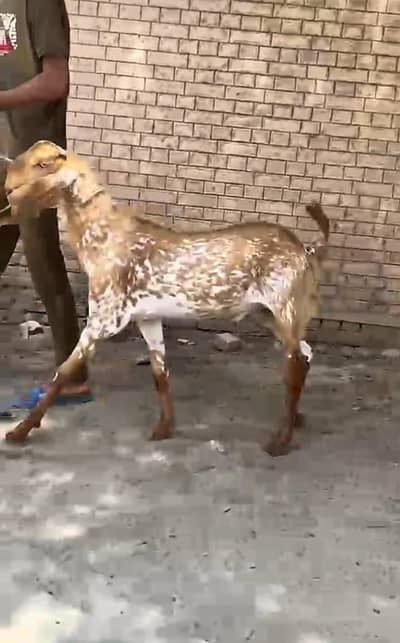 Aseel murgi for sale hy or exchange bhi ho jay gi qurbani ka Bakra bhi