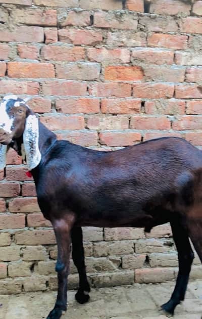 DESI BAKRA FOR SALE JORI MASHALLAH GHAR KI BREED KHASI