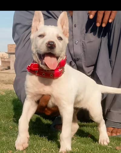 Kuwaiti gulteer female for sale active and healthy full aggressive