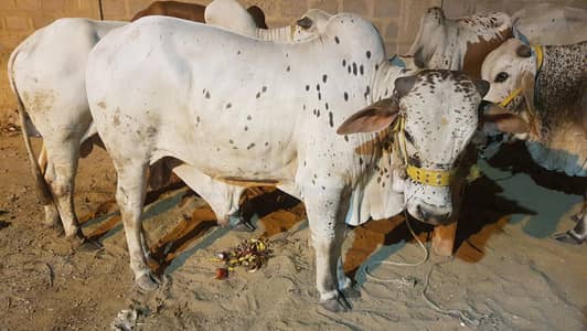 2 dant bachray qurbani janwar