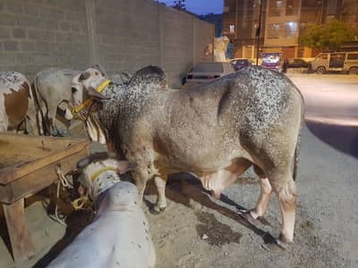 2 dant bachray qurbani janwar