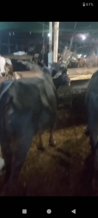 cow sale