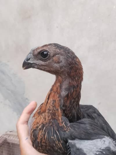 Black dragon  Chick's available for sale.
