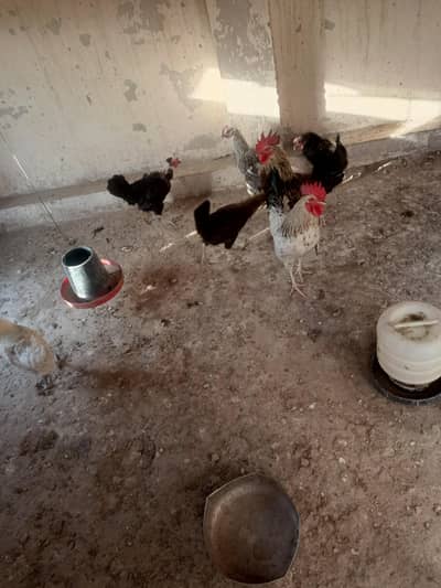 hens for sale