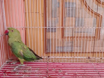 urgent sale krna. . . serious log dm krn