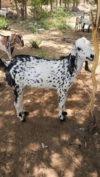 Goats for sale Islamabad Rawalpindi