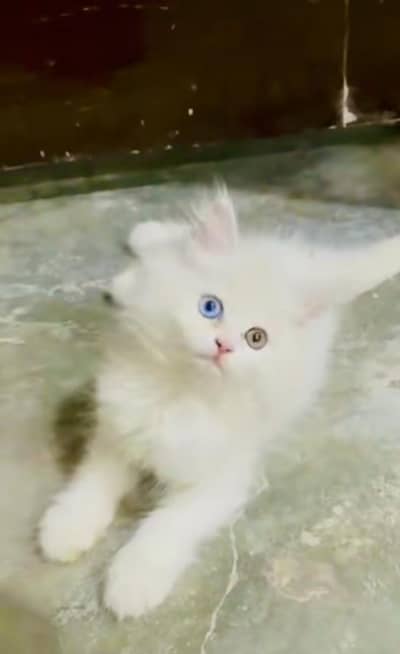pure Persian kitten triple long coat vaccinated healthy active hai