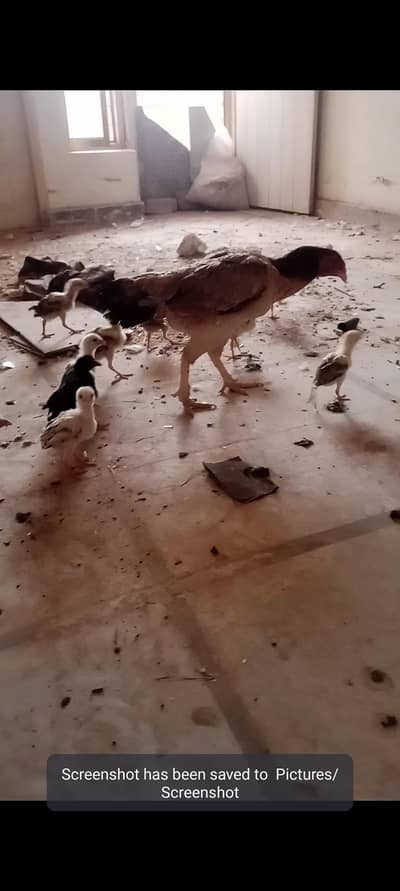 mianwali aseel 12chicks with hen