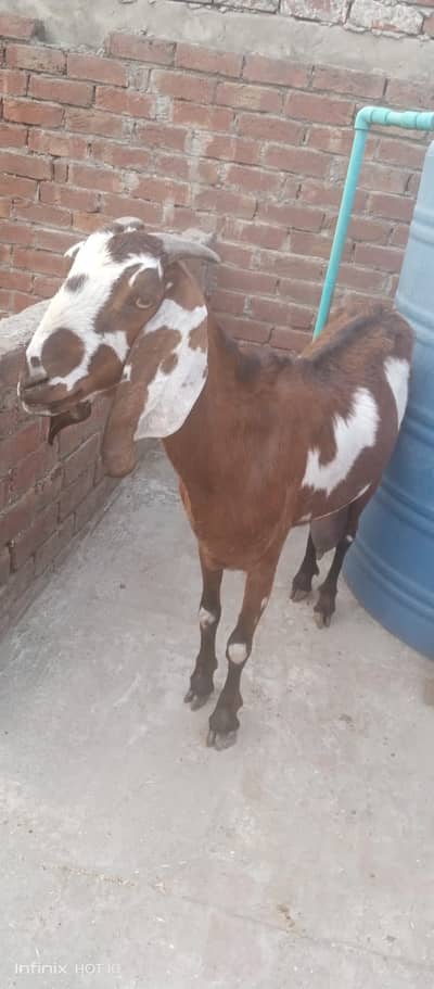 Doodh Wali Bakri