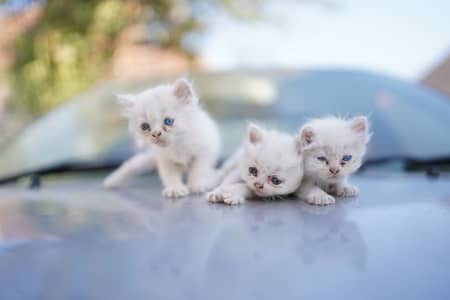 Persion ponch face kittans