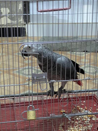 African gray parrot for sale