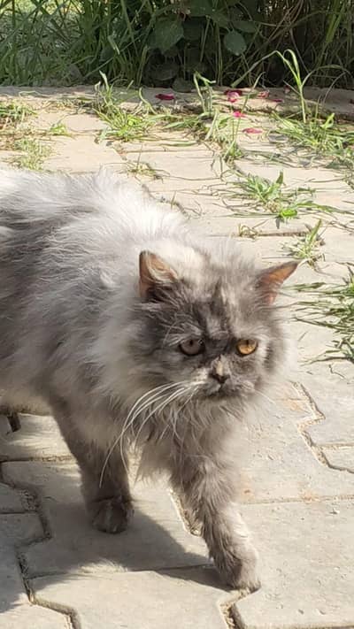 cute friendly cat  beautiful