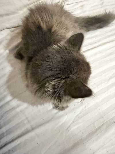 Grey Persian cat