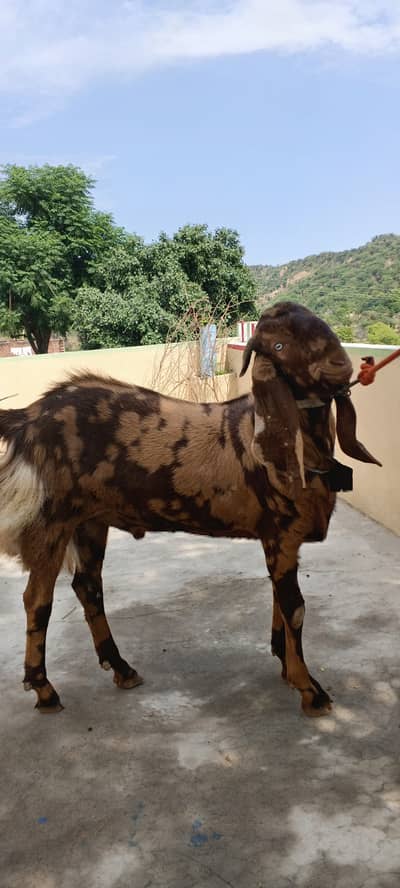 Bakra salle