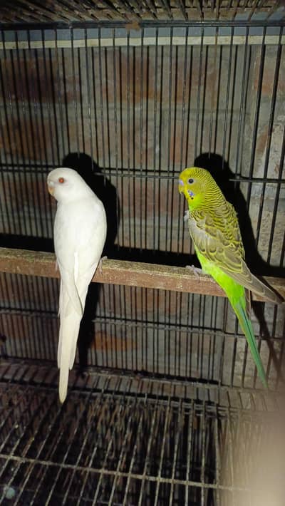 Budgies pairs and cocktail
