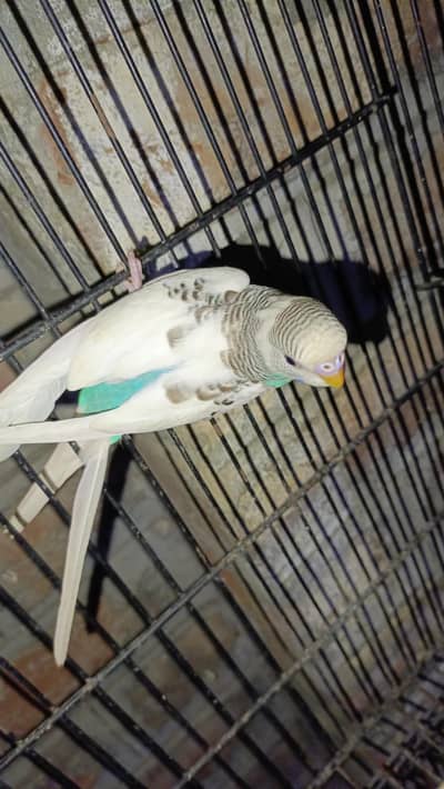 Budgies pairs and cocktail