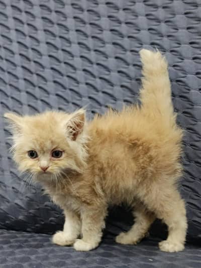 Good quality kittens available