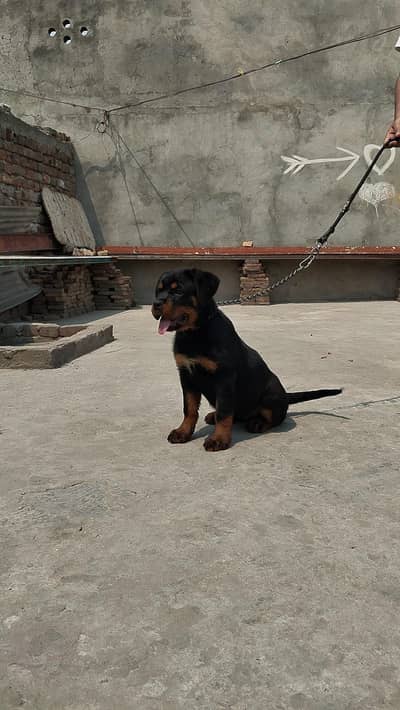 Quality Pedigree Female Rottweiler Puppy – 3 Months Old