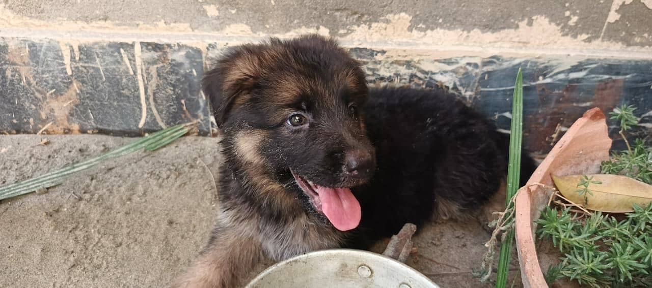 German Shepherd 0