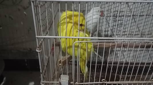 3 months old yellow female and white albino