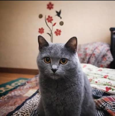 British shorthair cat for sale