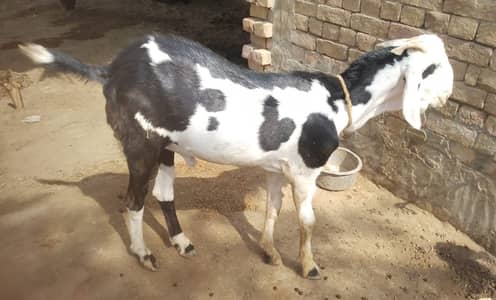 hubsurat Ablak Bakra for Sale - Qurbani Special