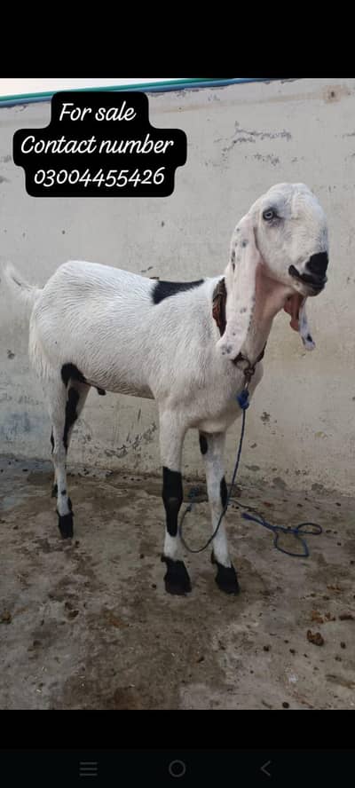 QURABANI MALE GOAT