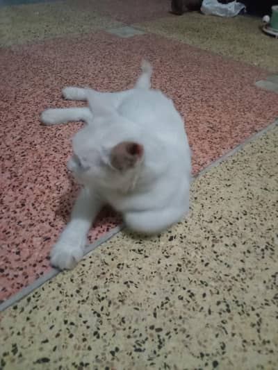 cute kitte