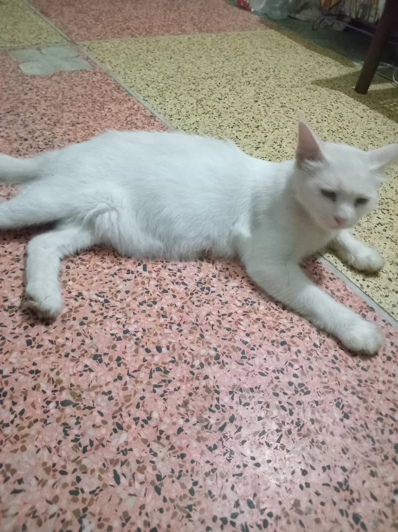 cute kitte 1
