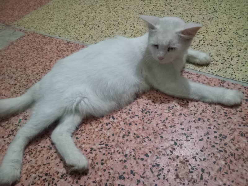 cute kitte 2