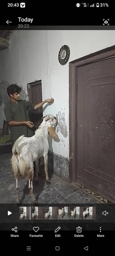 Bakra For Qurbani 2026