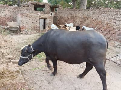 Buffalo