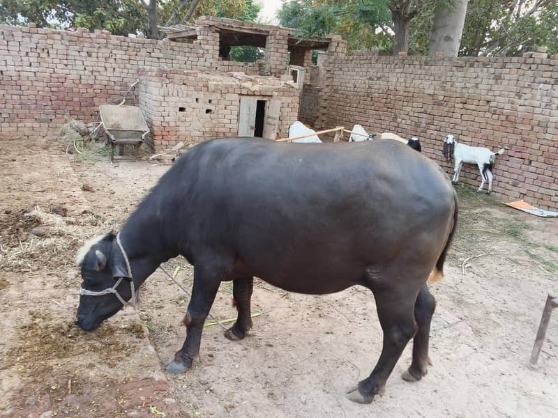 Buffalo 1