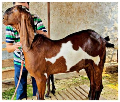 Desi bakra for the sale 2 dant Hain Watsapp 03237047839
