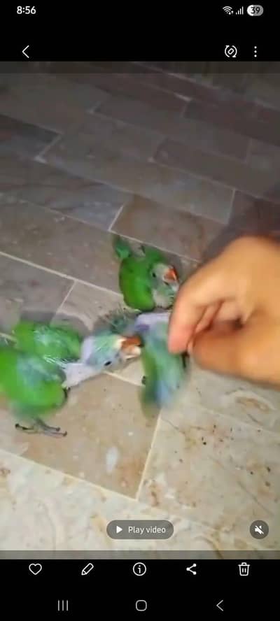 Green ringneck