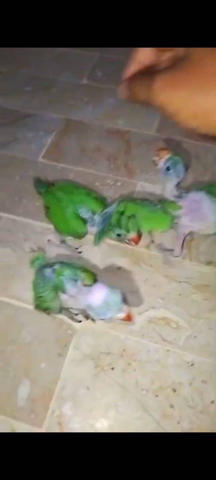 Green ringneck 1