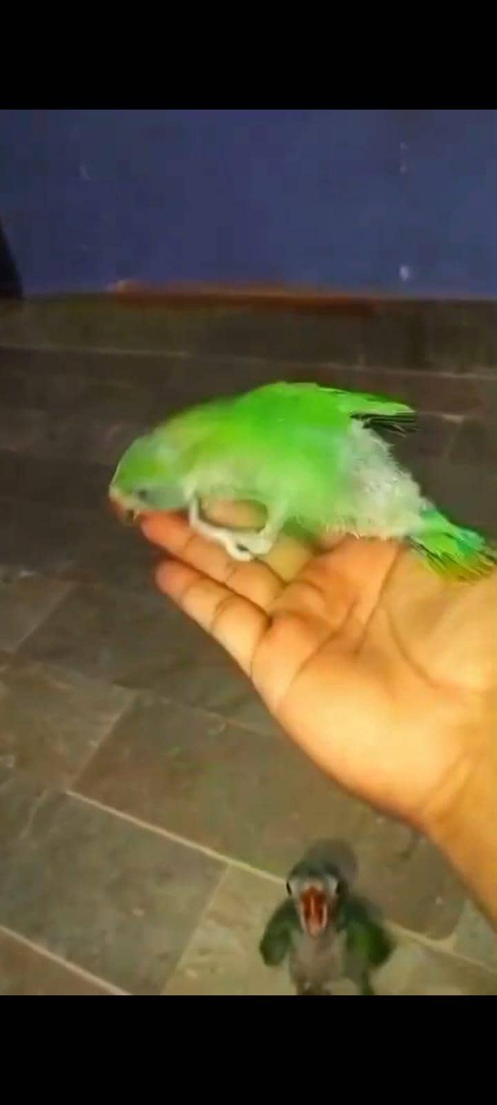 Green ringneck 2