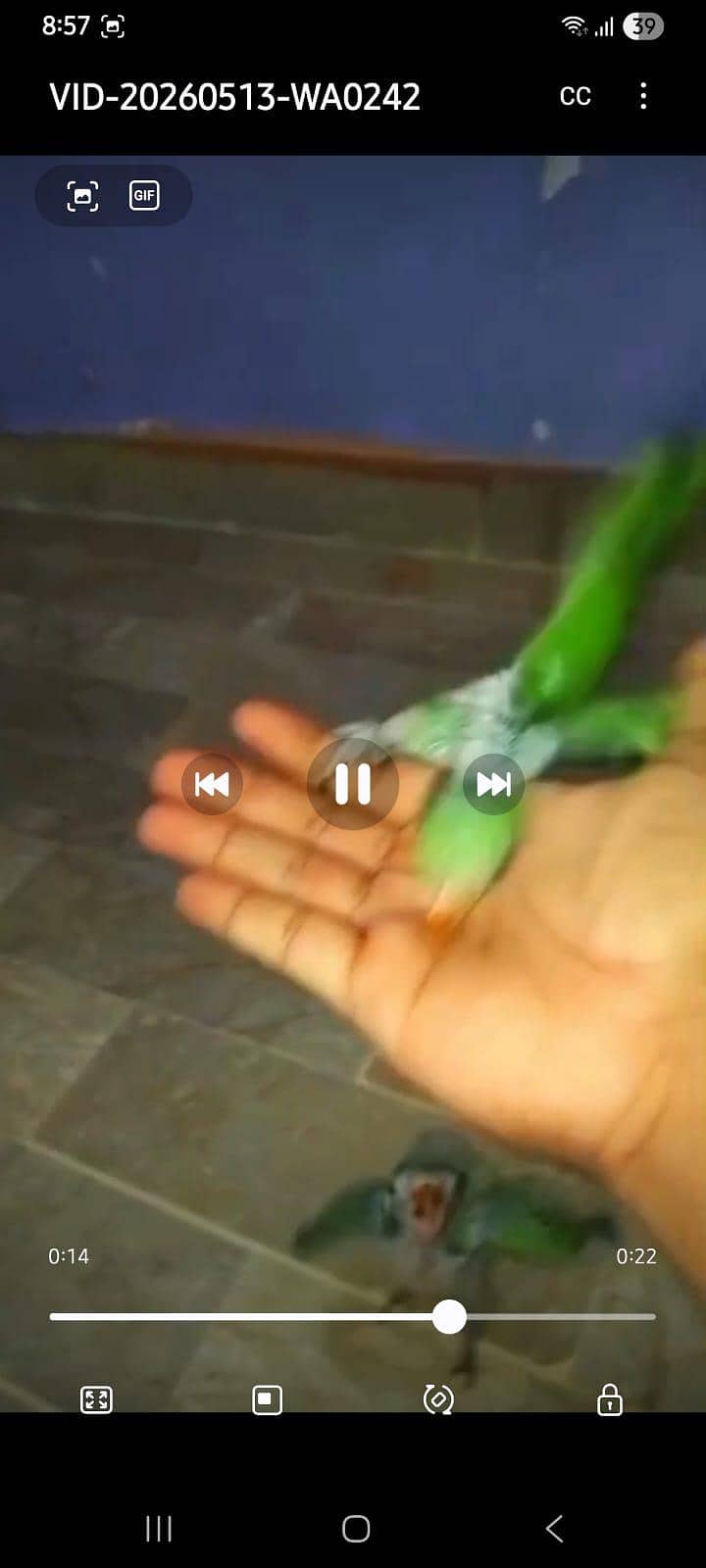 Green ringneck 3