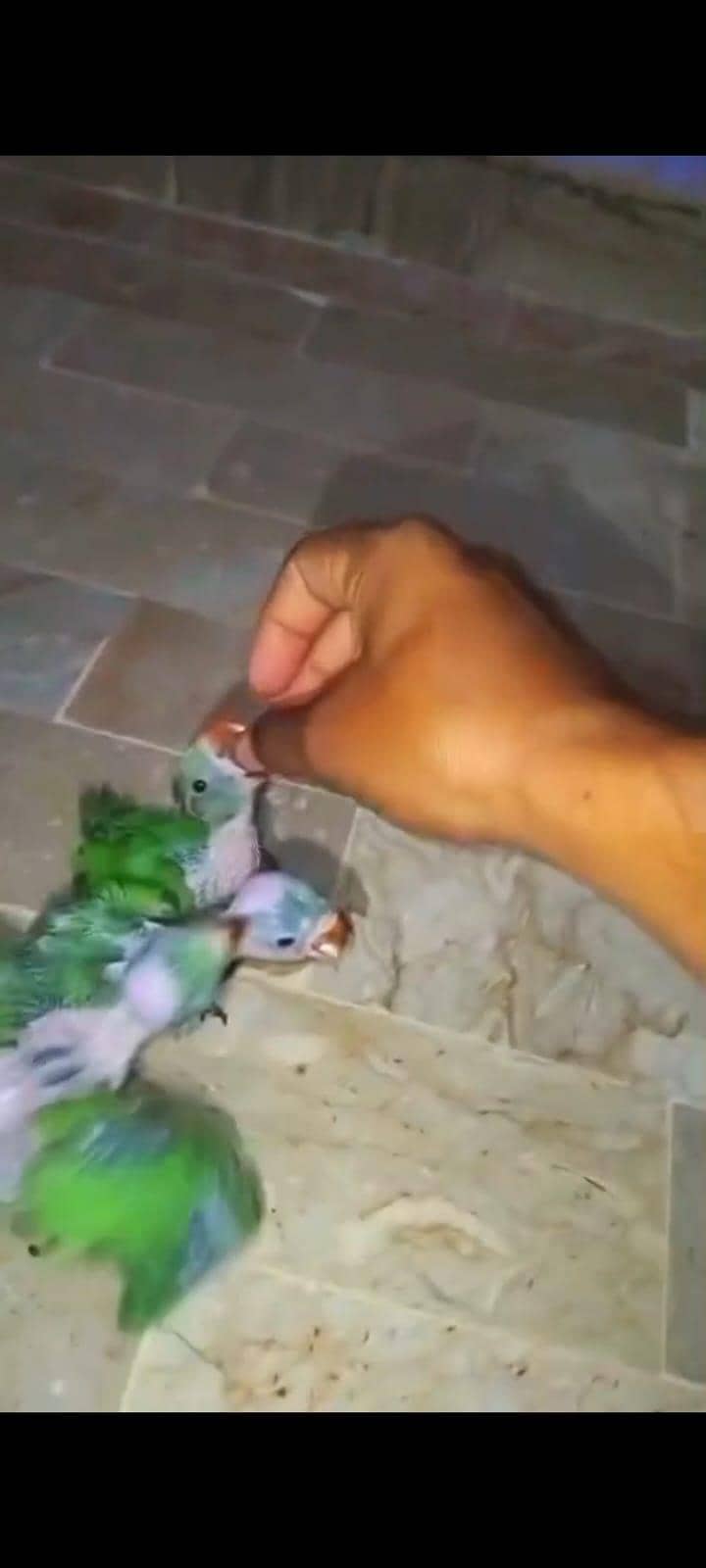 Green ringneck 4