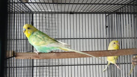 MASHALLAH QUALITY RAINBOW UNDERSIZE MALE URGENT SALE