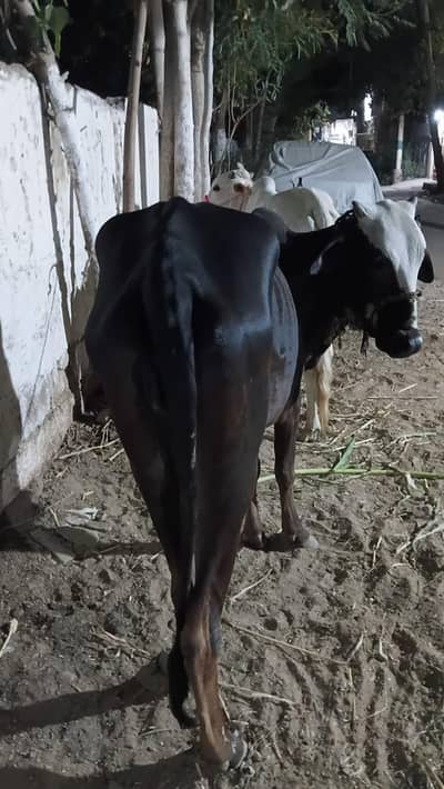 cow bachia