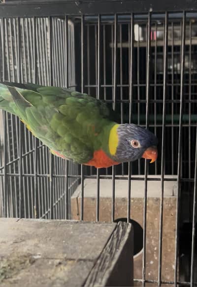 lory rainbow healthy