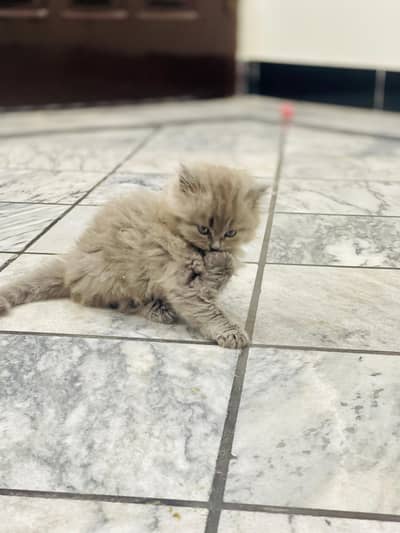 Persian cat kitten for sale